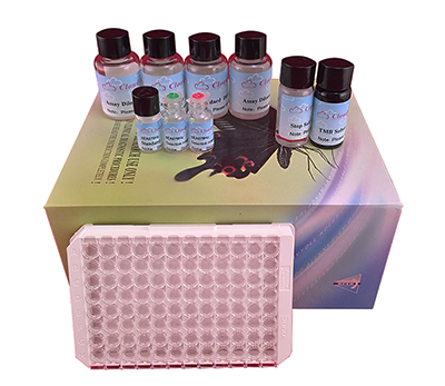 Picture of High Sensitive ELISA Kit for Tumor Necrosis Factor Alpha (TNFa) Human